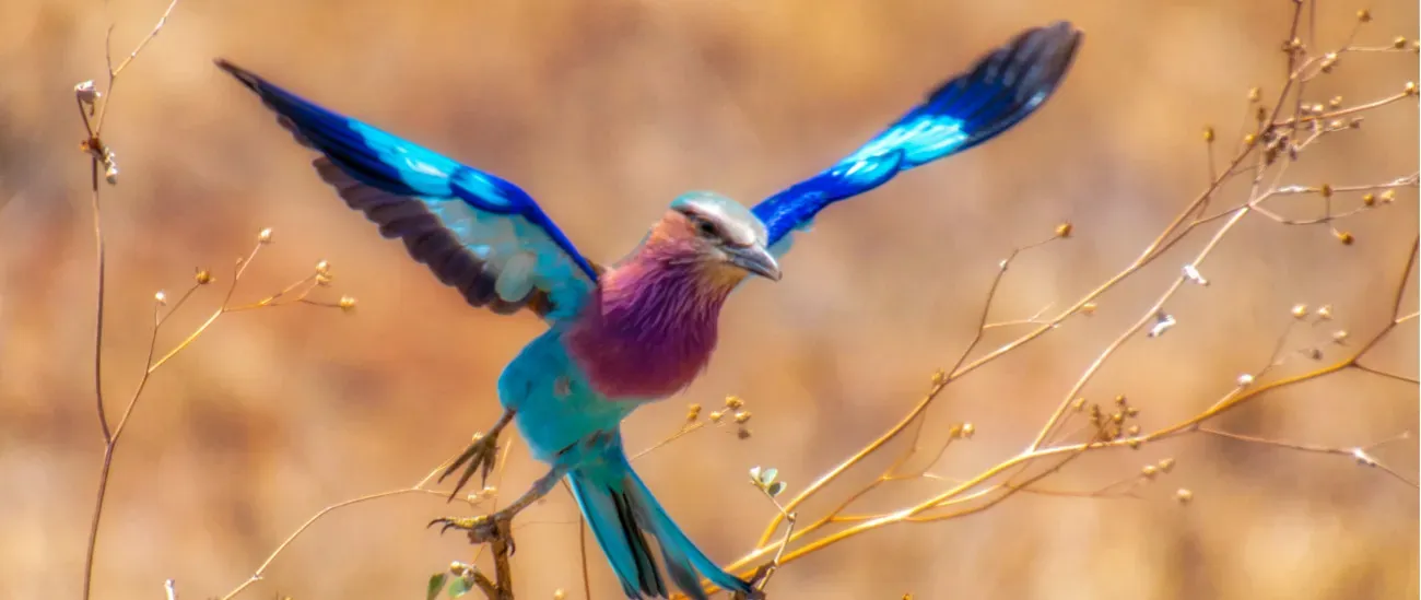 Bird Watching