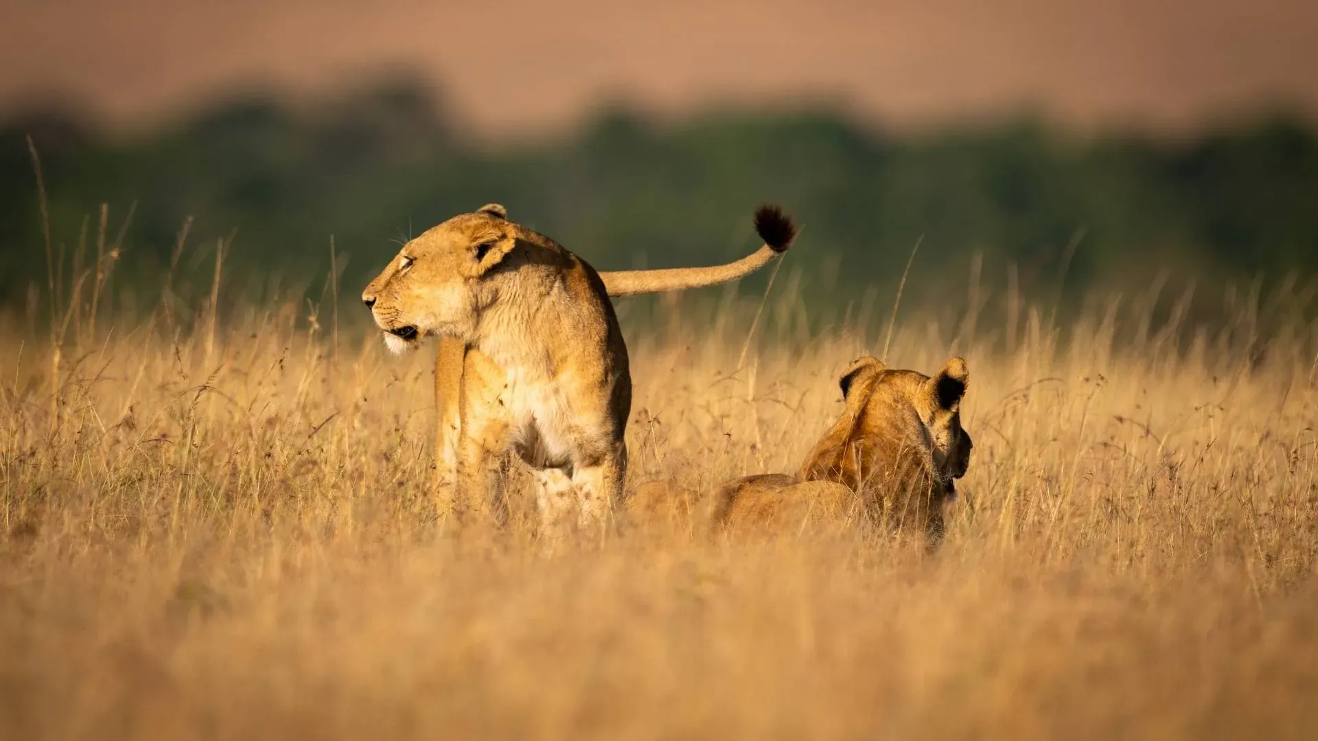 Lion and lioness resting in long golden grass