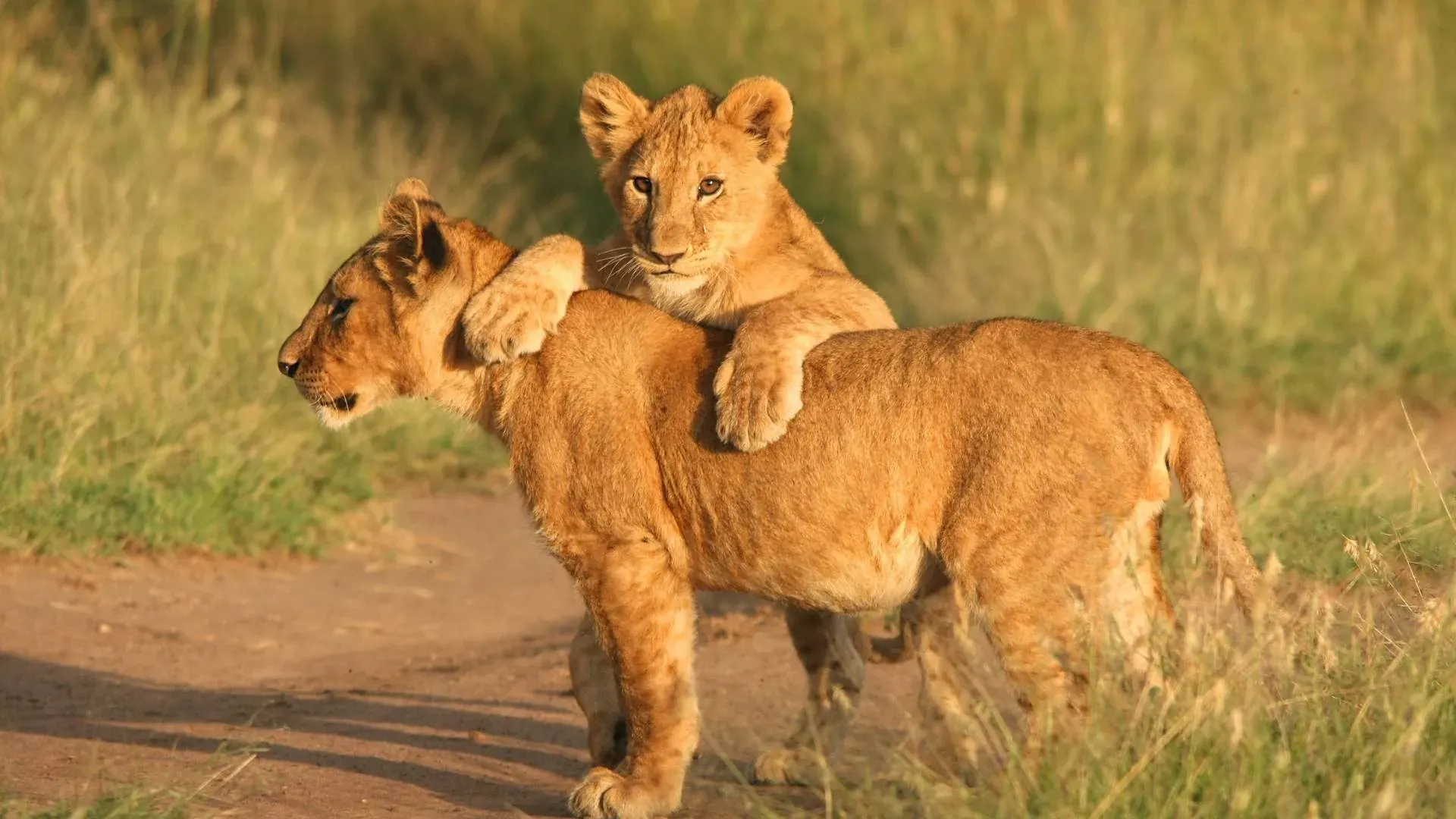 Two lion cubs playing on a sandy track in the savannah