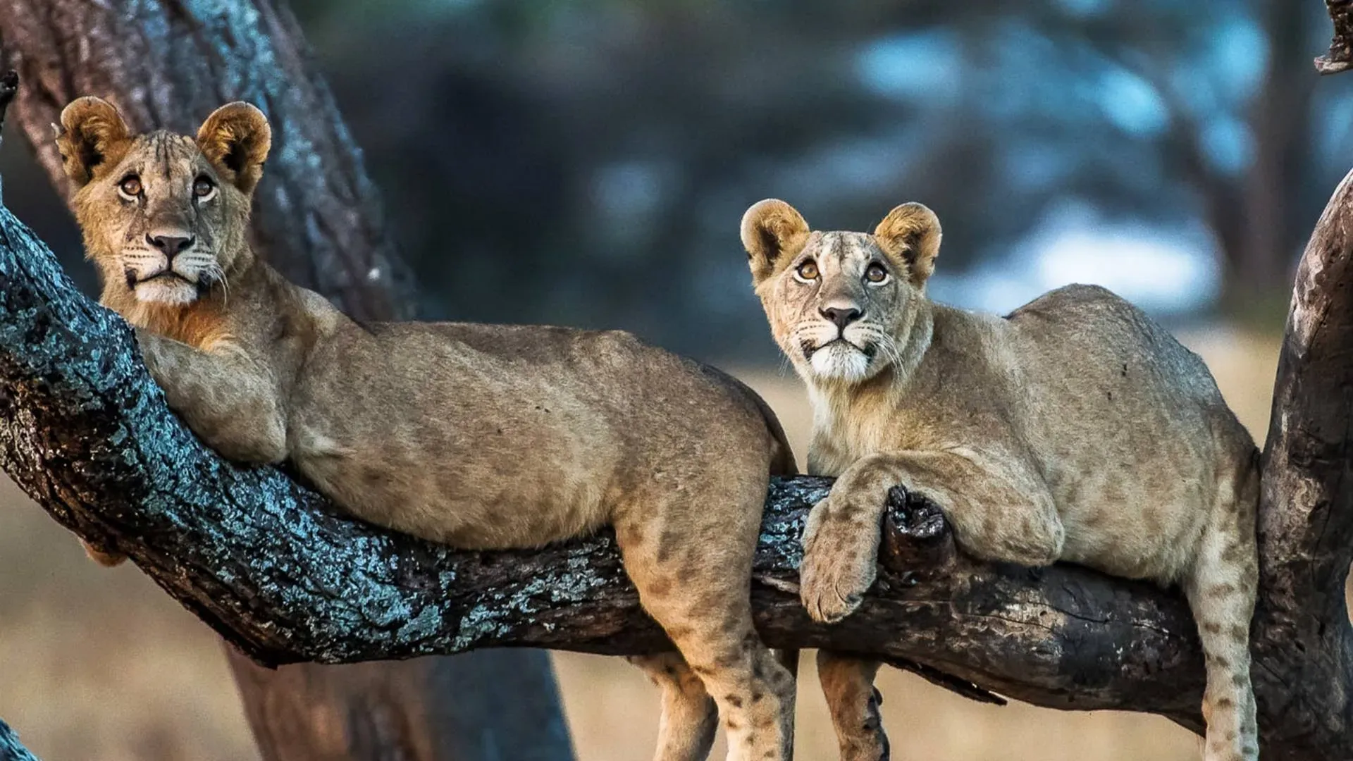 Two young lions resting on a tree branch
