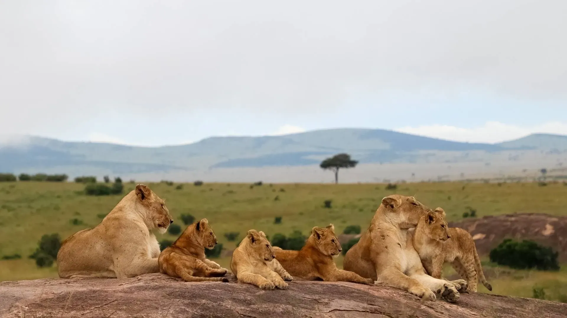 Lion pride resting on a rock outcrop above the plains