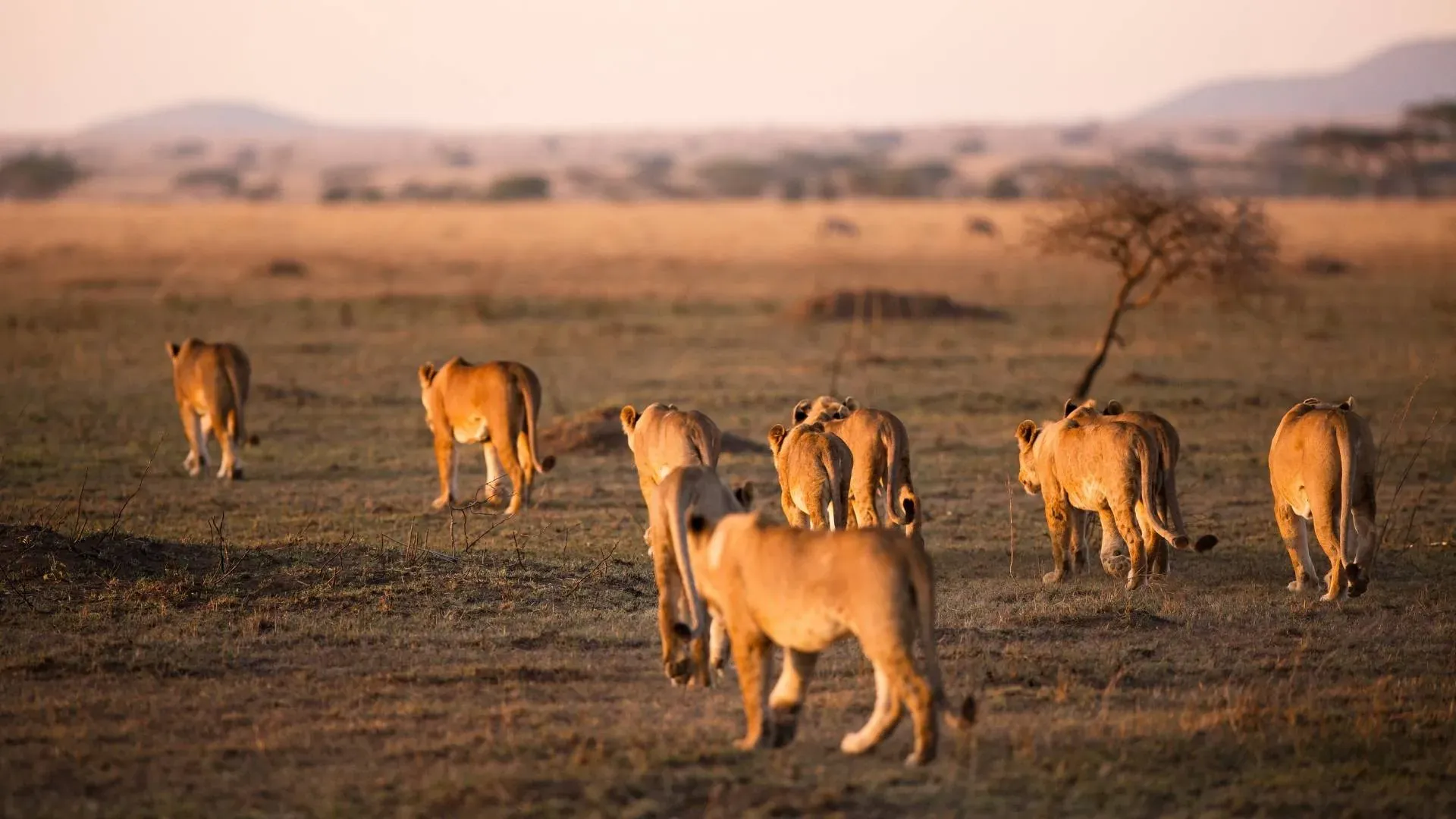 Wildlife Safari