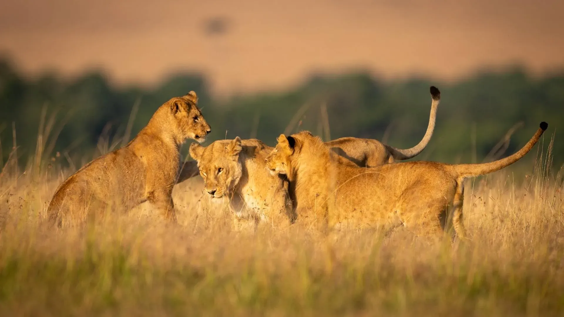 Lion pride with cubs greeting each other in golden evening light