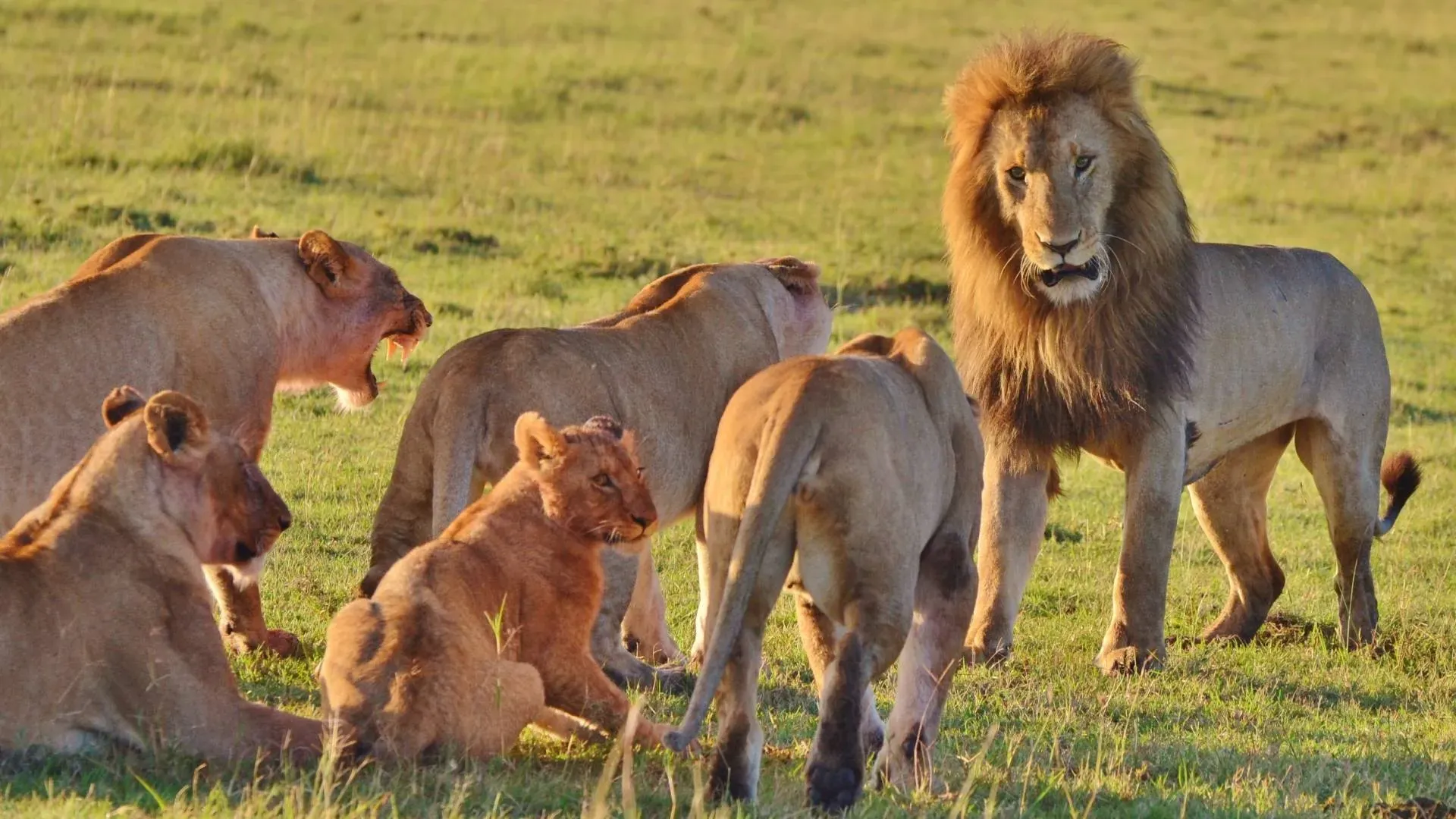 Full Day Serengeti — Dawn to Dusk Safari