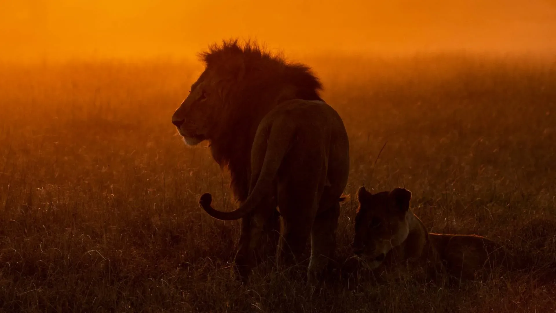 Lion silhouetted in golden morning mist