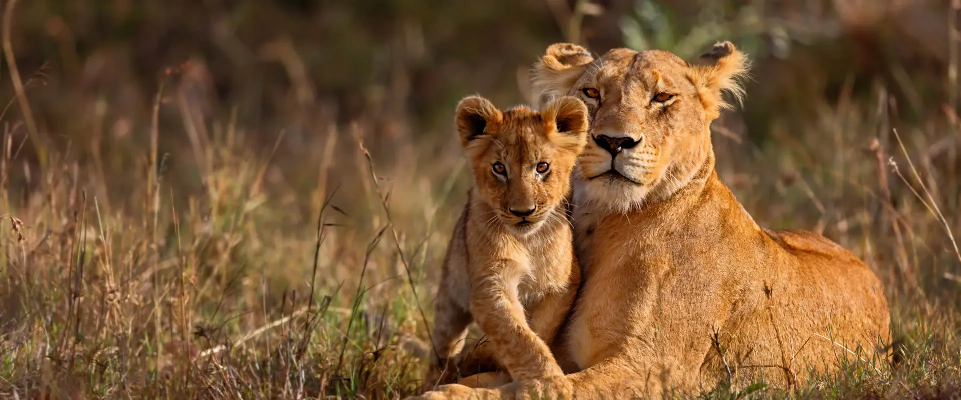 Lioness and her cub lying close together in the grass