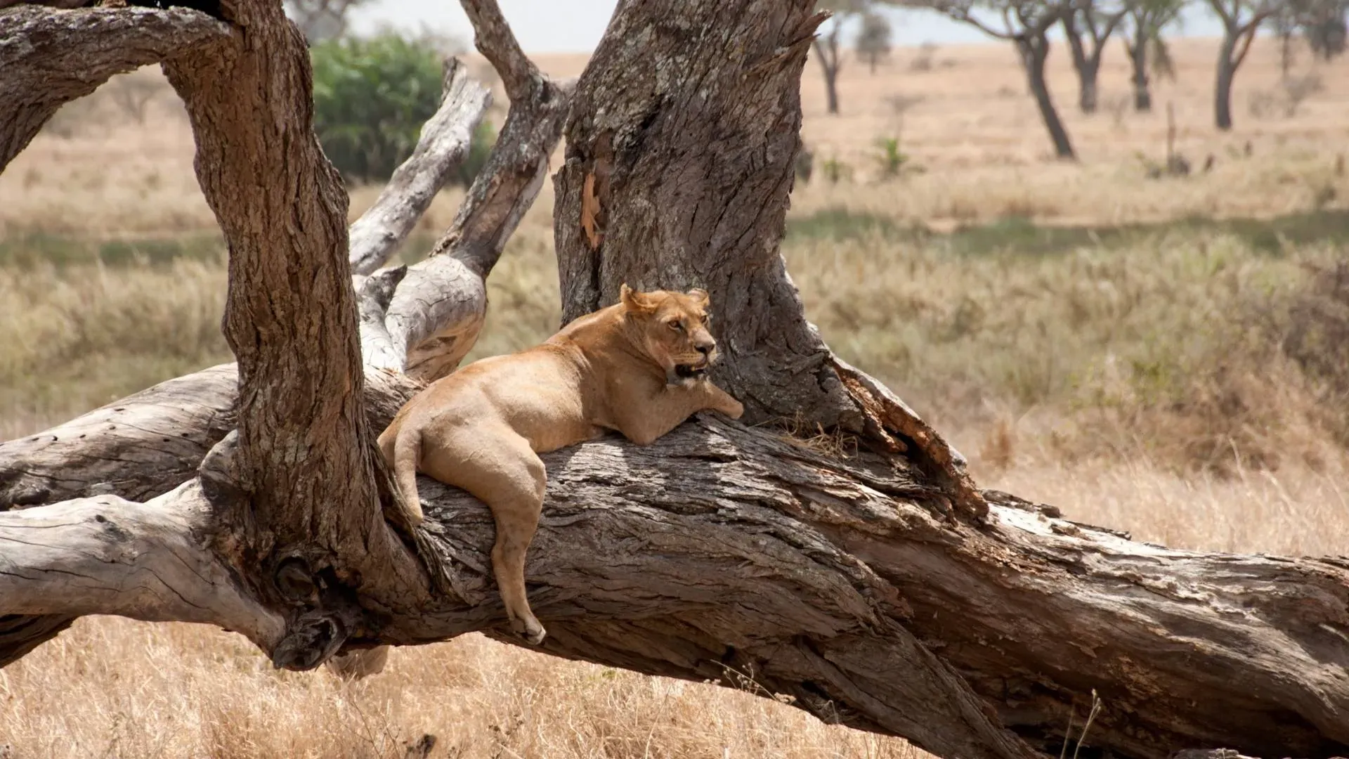 Lioness lying on a weathered dead tree