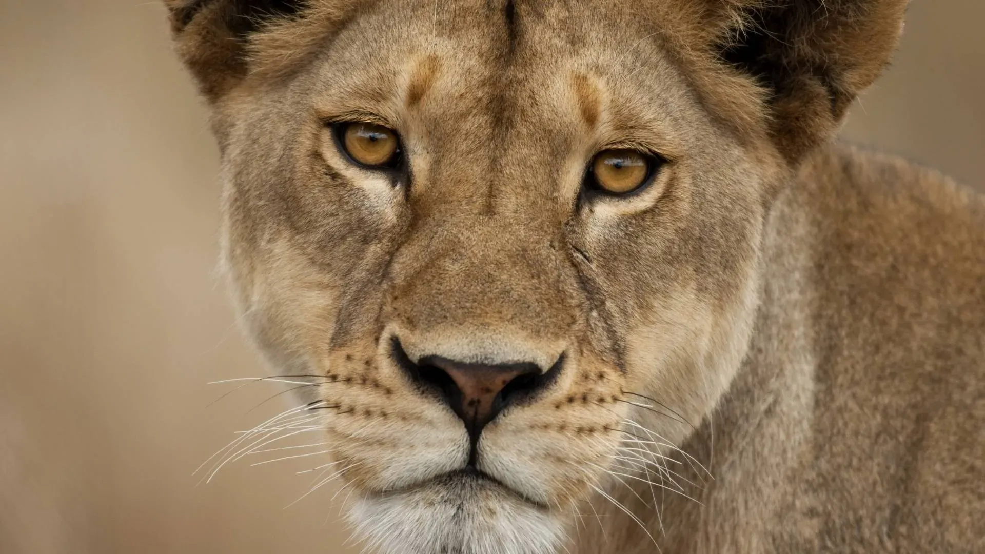 Close portrait of a lioness