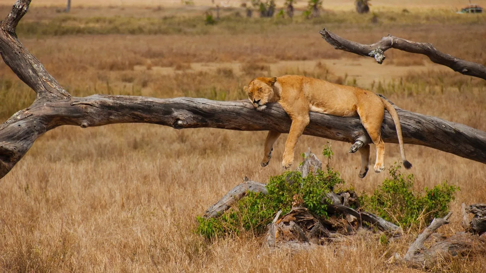 Lioness asleep on a fallen tree trunk in the dry grass
