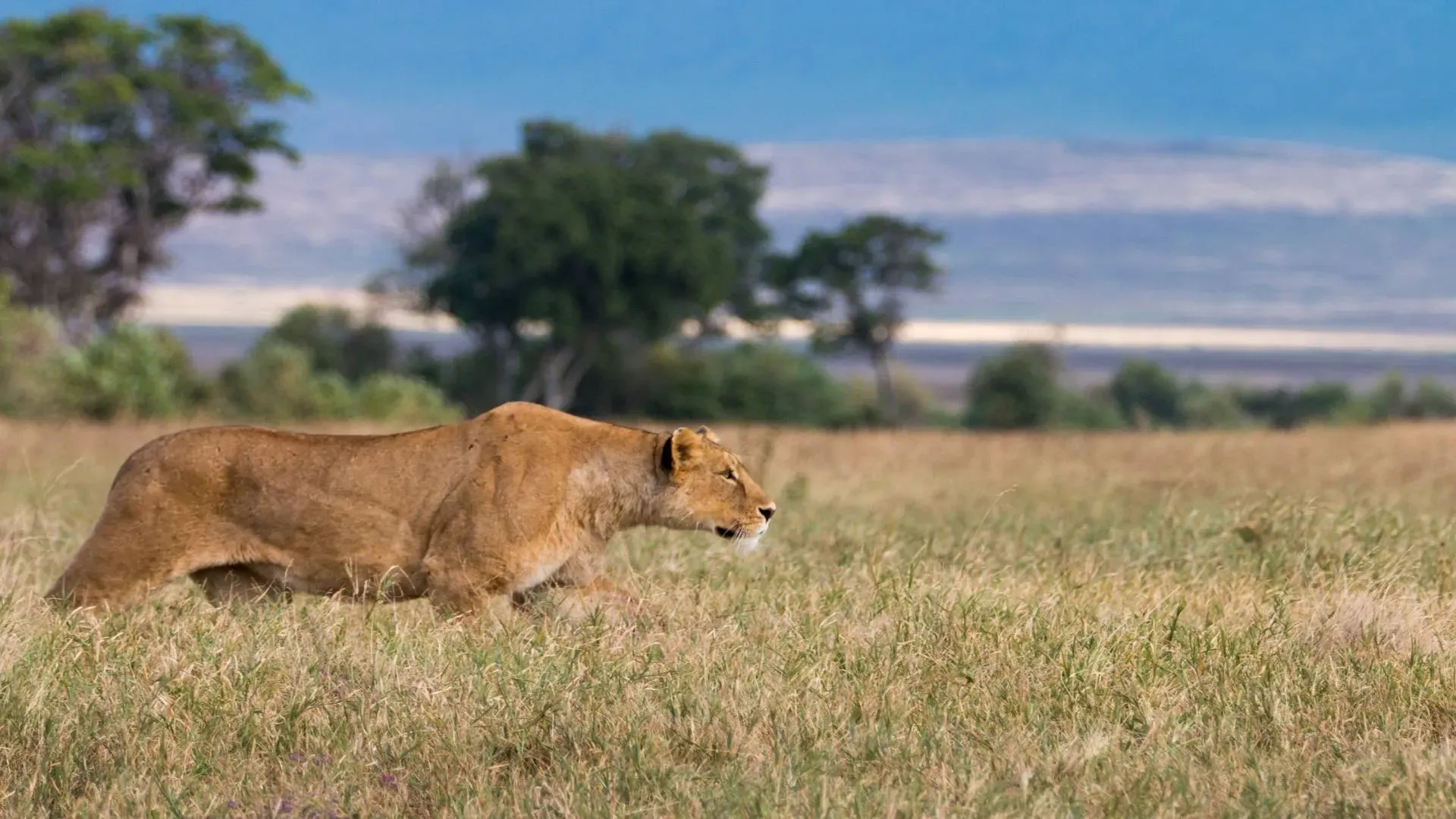 Lioness stalking through green grassland with a lake in the distance