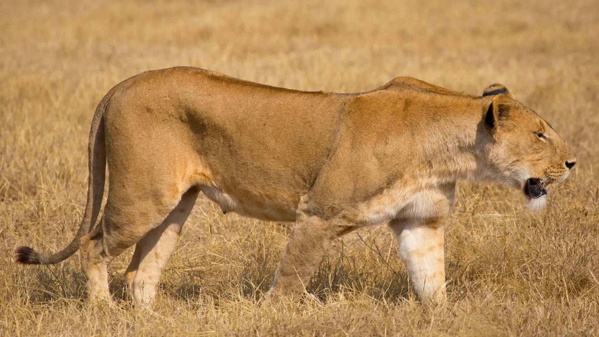 Full-Day Safari in Tarangire