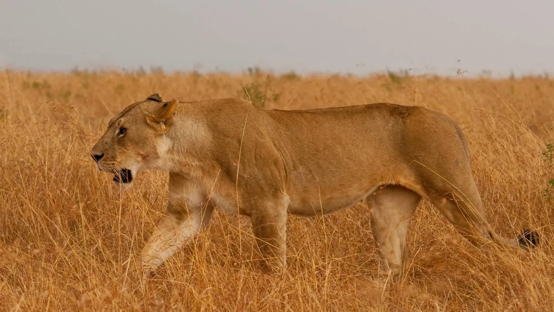Lioness walking through golden grass