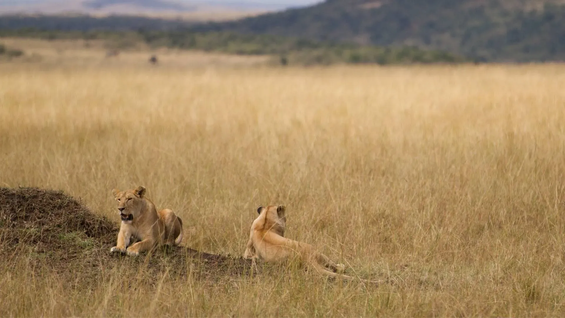 Last game drive and the journey back