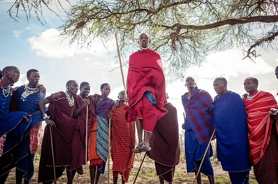Maasai men performing the adumu jumping dance beneath an acacia