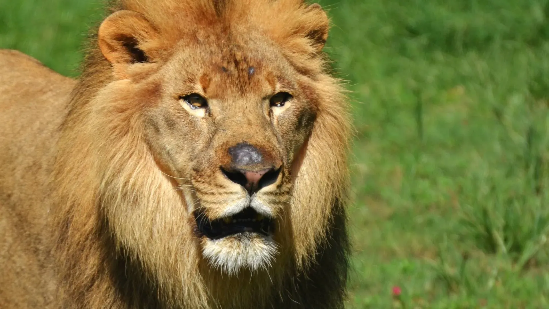Close-up of a male lion’s face