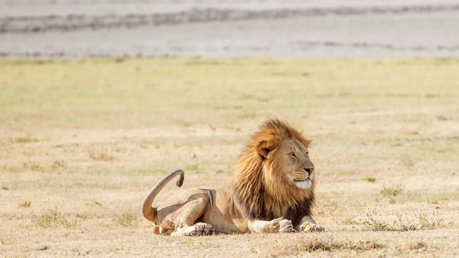 Best Time to Visit Tanzania for a Safari: Month by Month