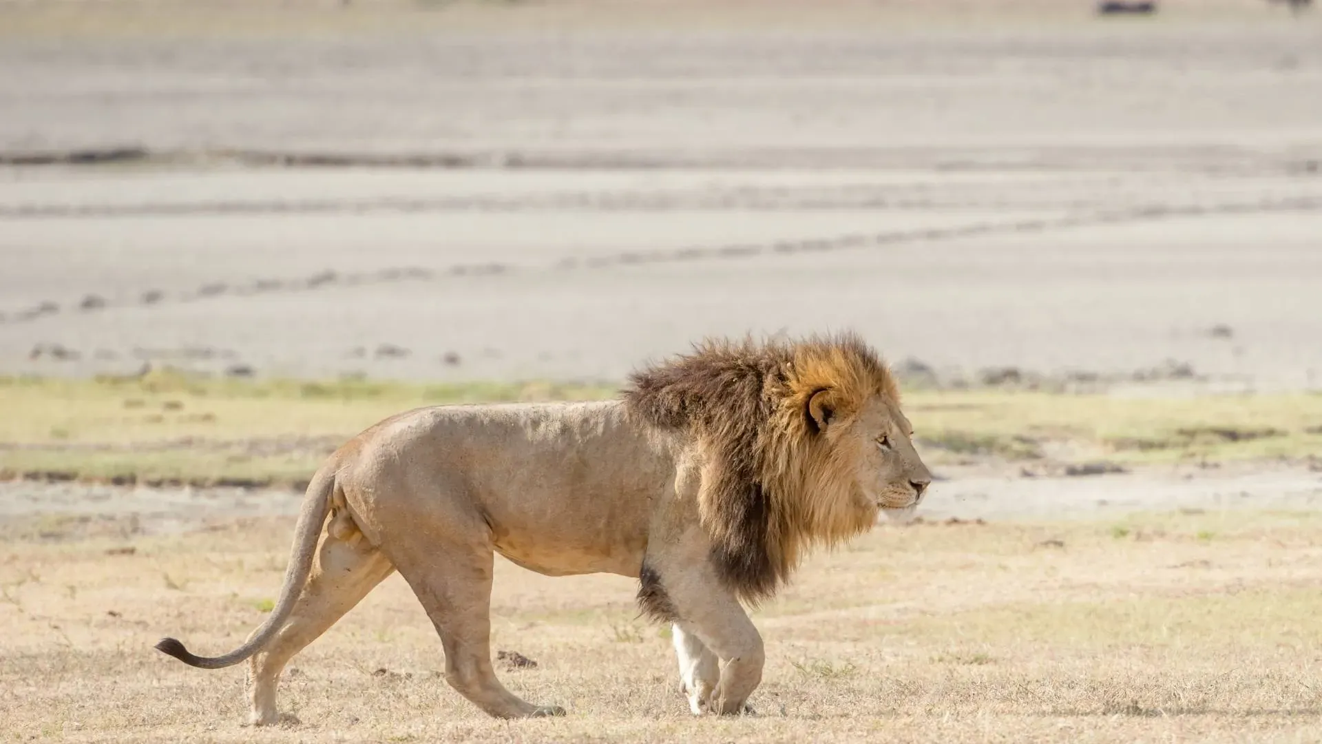 Male lion walking along a flat lakeshore
