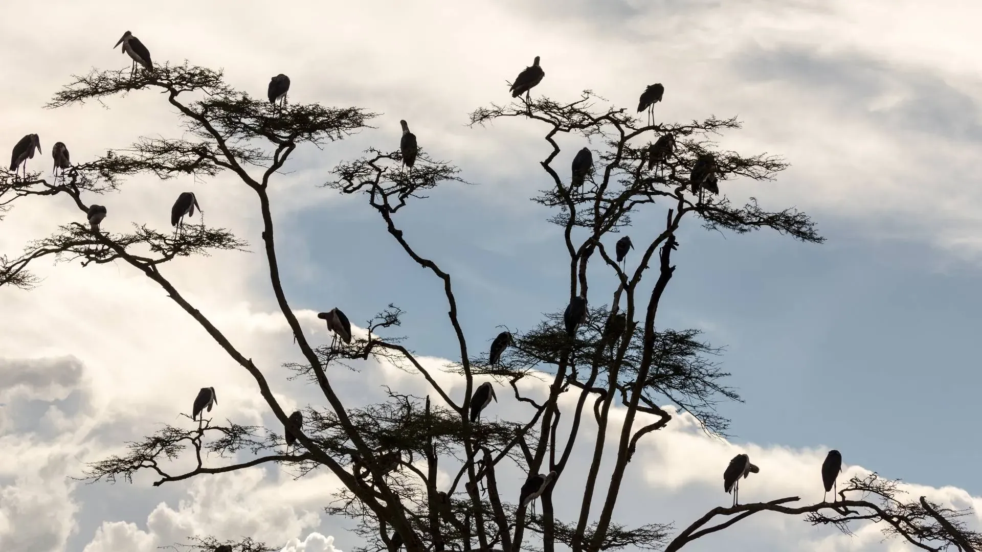 Marabou storks silhouetted in an acacia against a cloudy sky