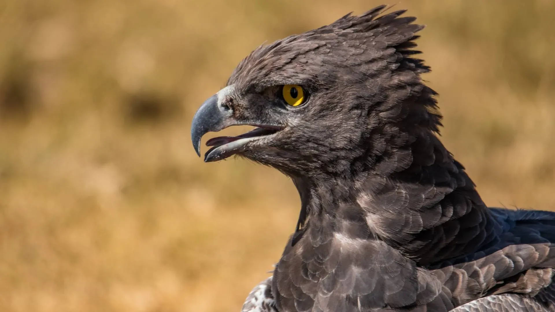 Close portrait of a martial eagle
