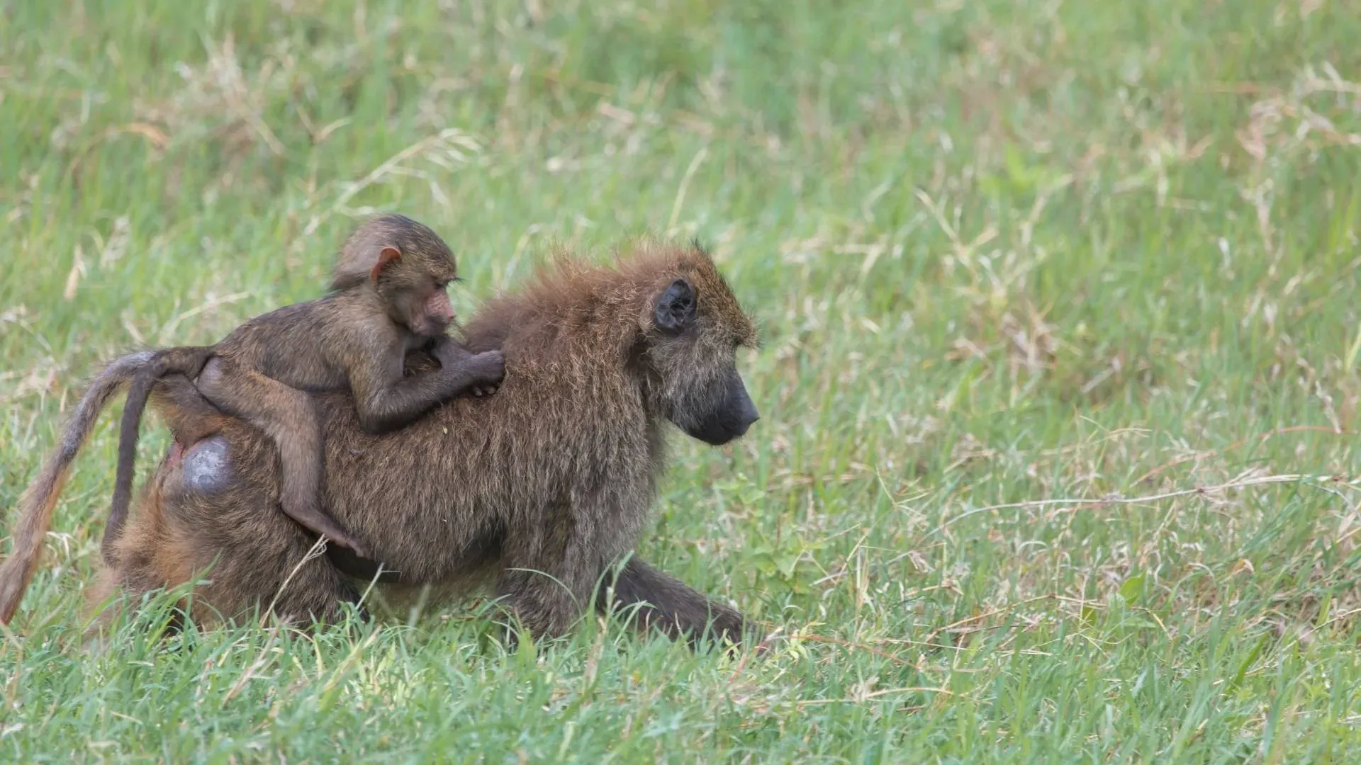 Olive baboon carrying her baby on her back