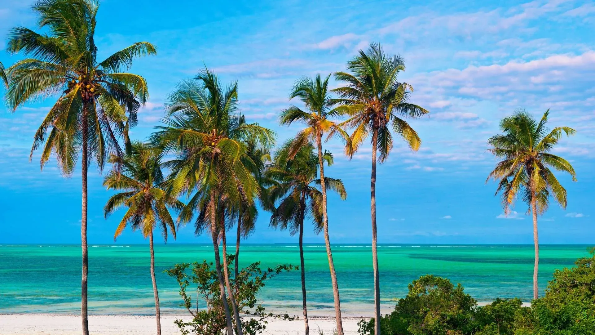Tall palm trees above a turquoise beach