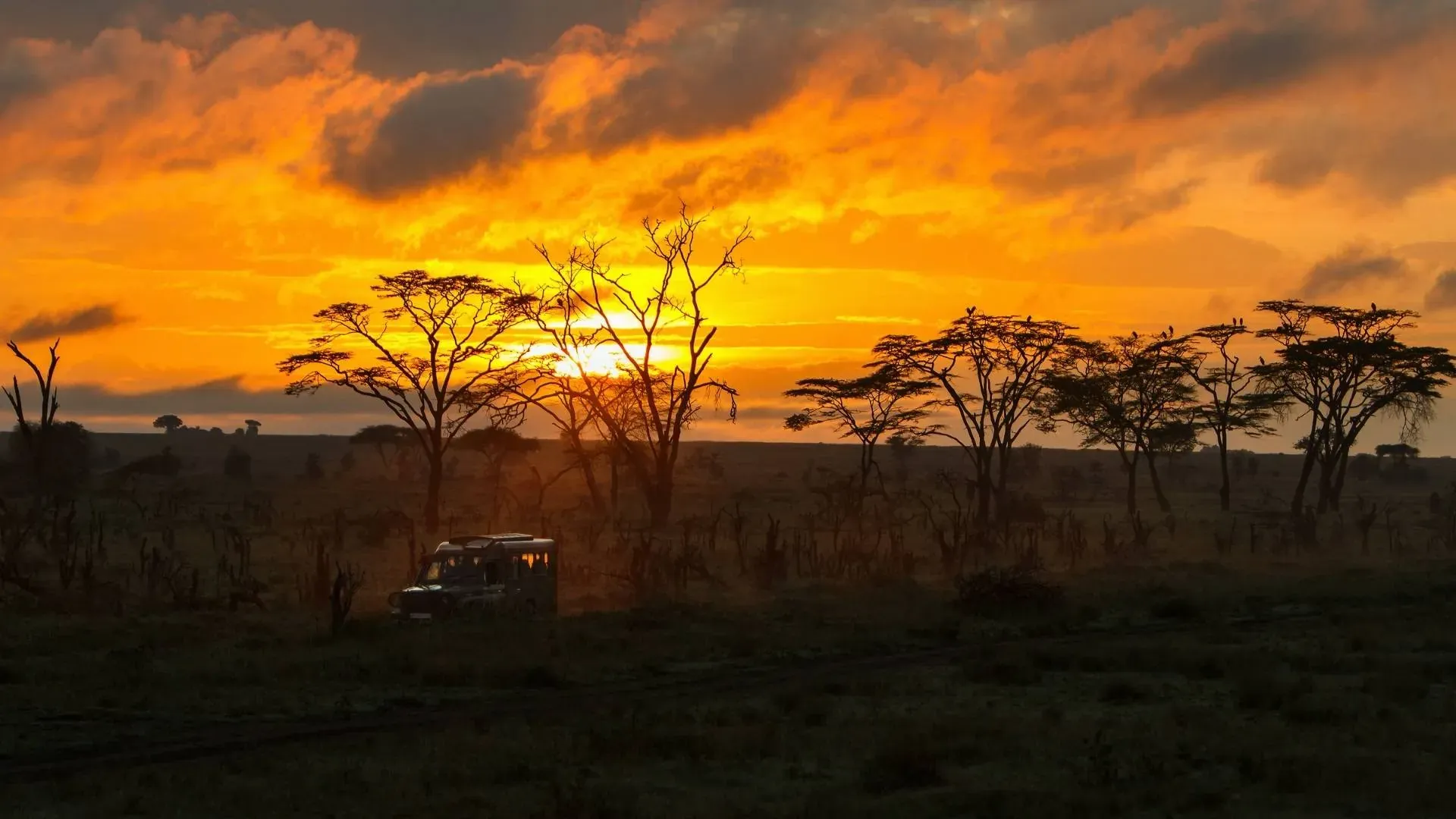 Tanzania Safari Cost in 2026: What You Really Pay