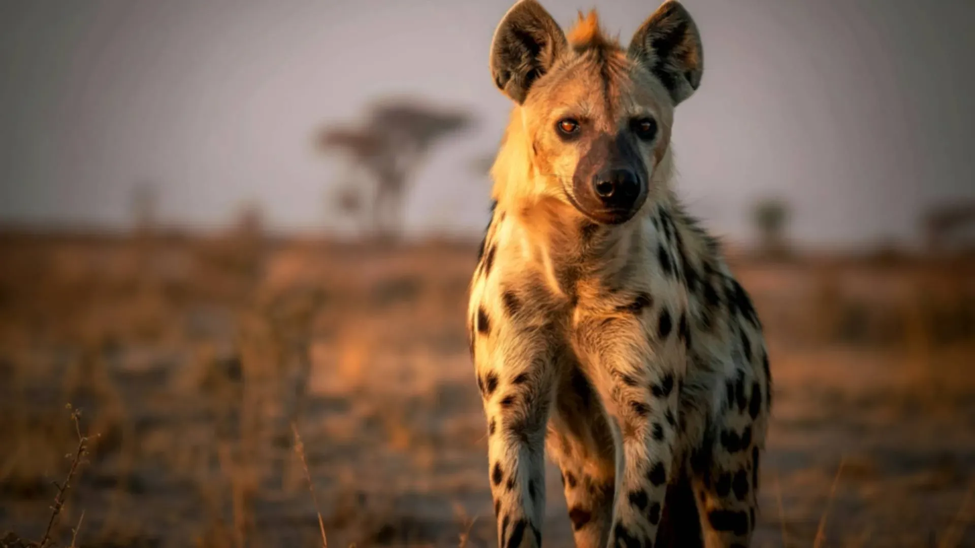 Spotted hyena looking towards the camera