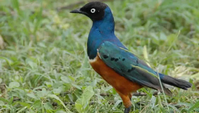 Superb starling standing in the grass