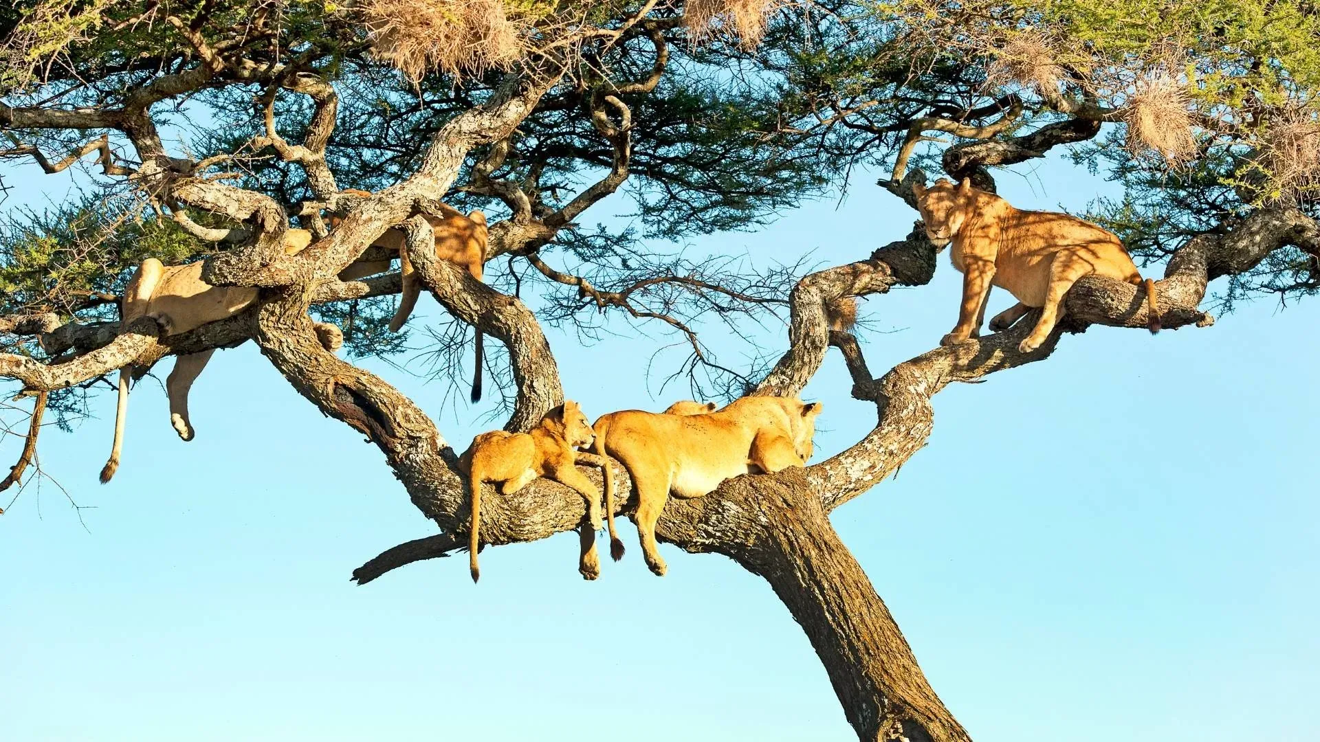 Lions resting high in the branches of an acacia tree