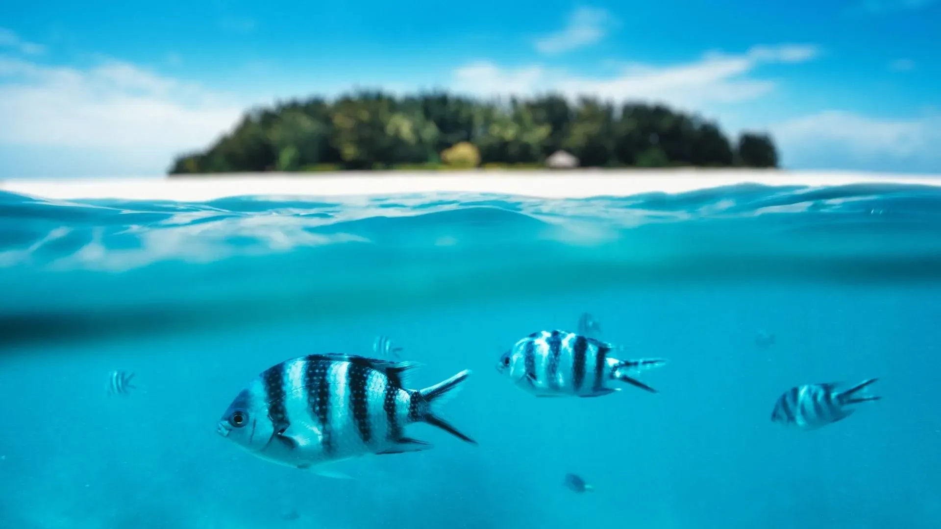 Split view of a small tropical island and striped fish swimming in clear turquoise water