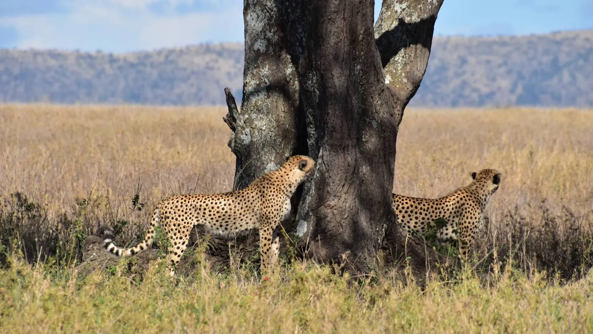 Two cheetahs scanning the plains beside an acacia trunk