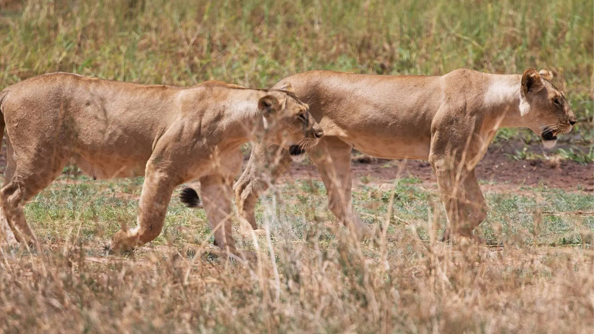 Two lionesses walking side by side