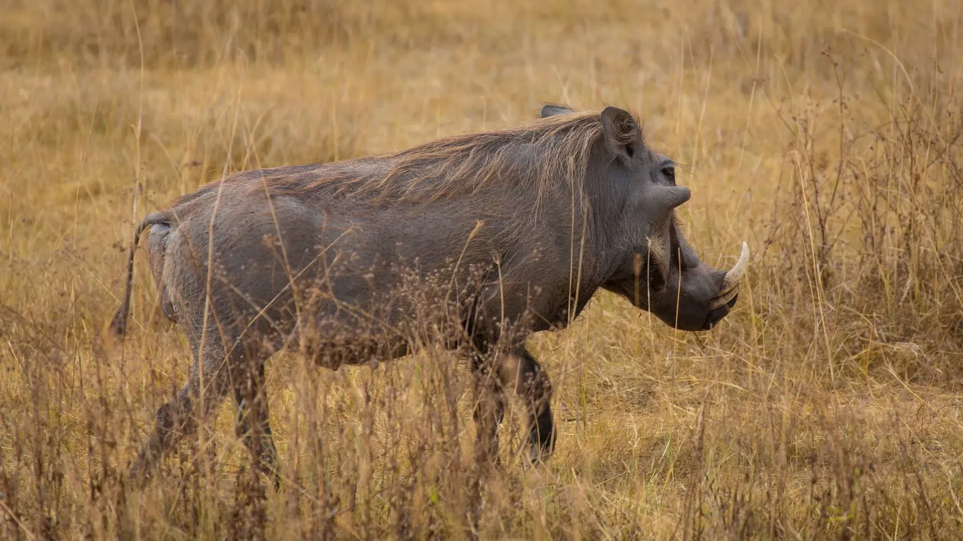 Warthog trotting through dry grass