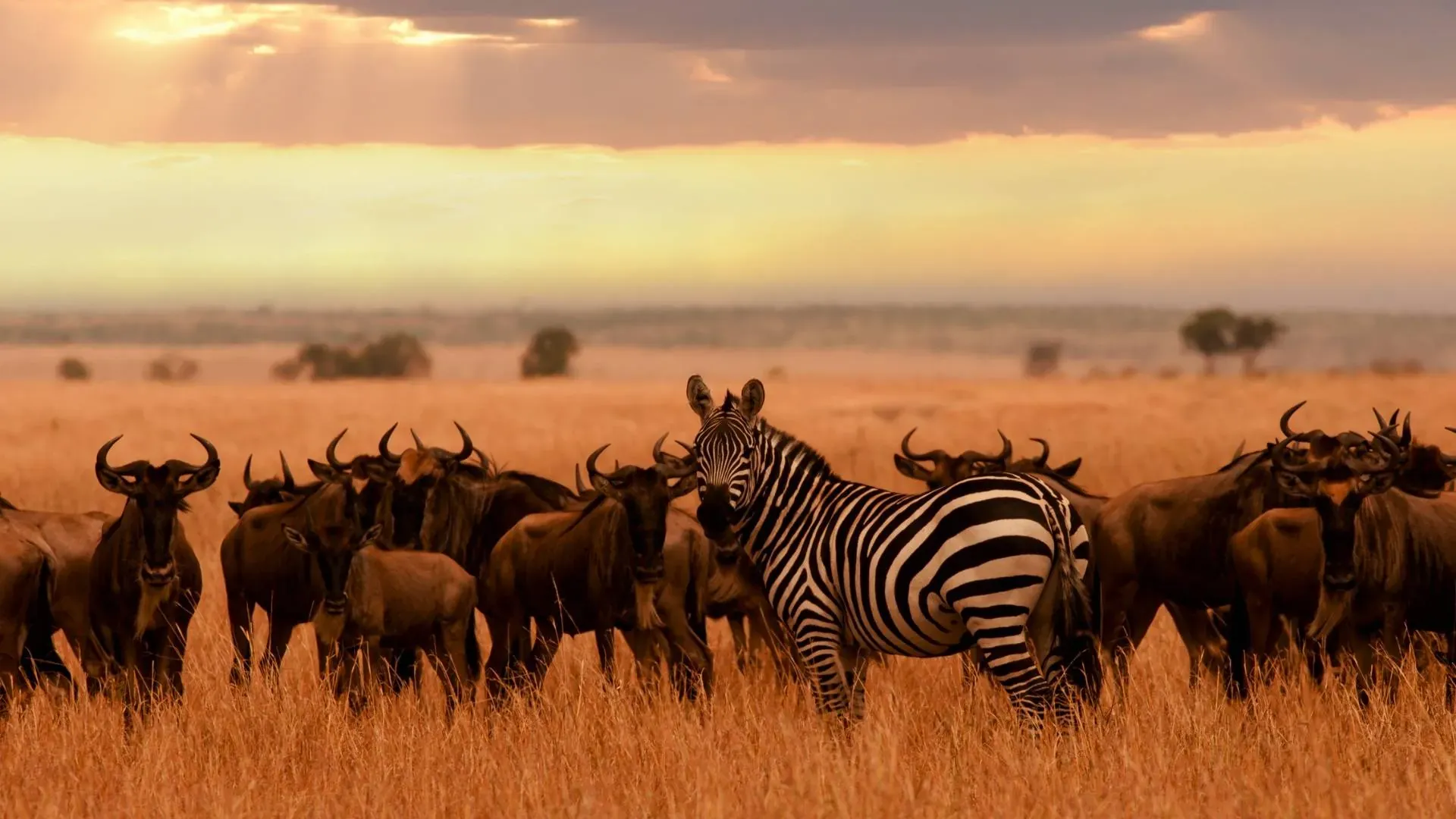 Wildebeest and a zebra together in golden evening light
