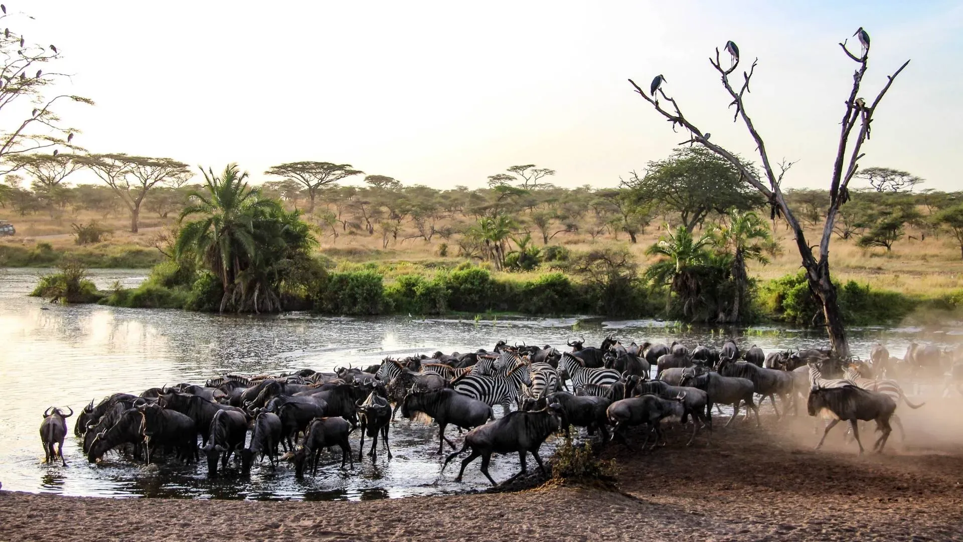 Wildebeest and zebras crowding a waterhole fringed with palms