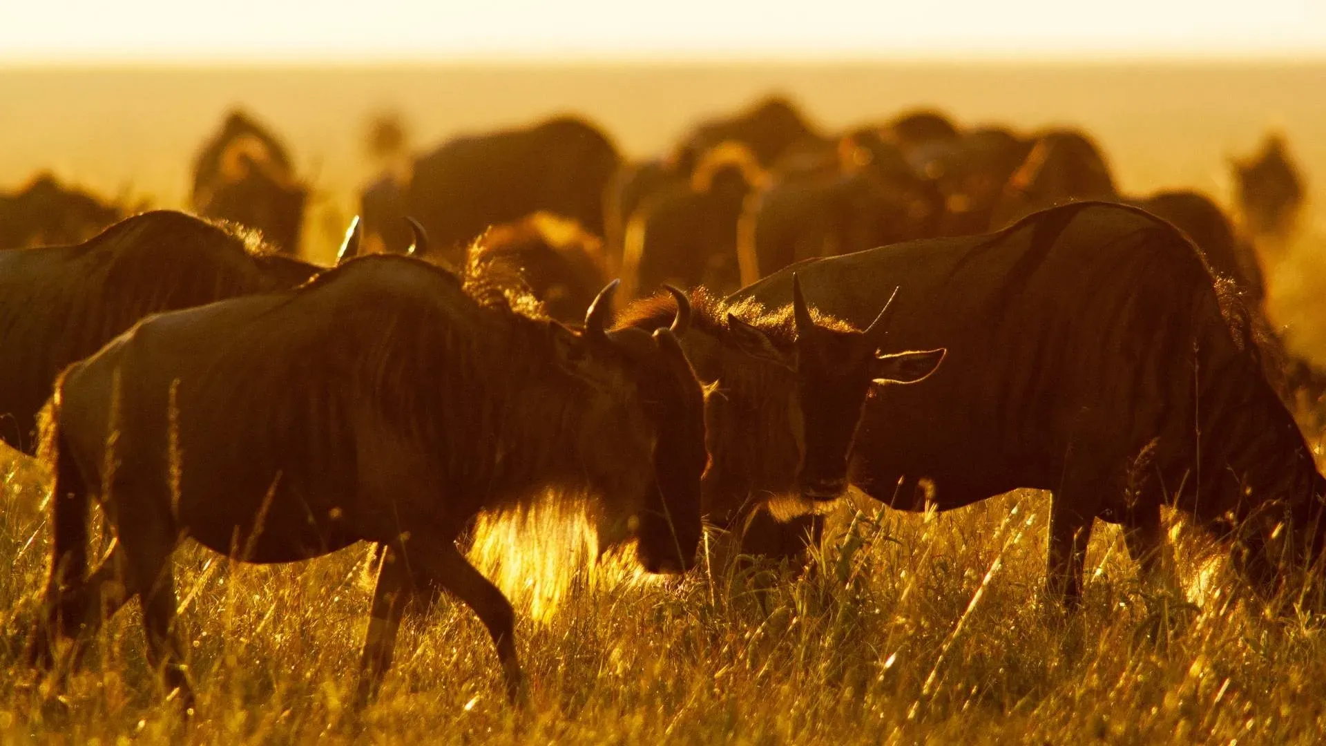 Wildebeest backlit by the low sun in golden grass