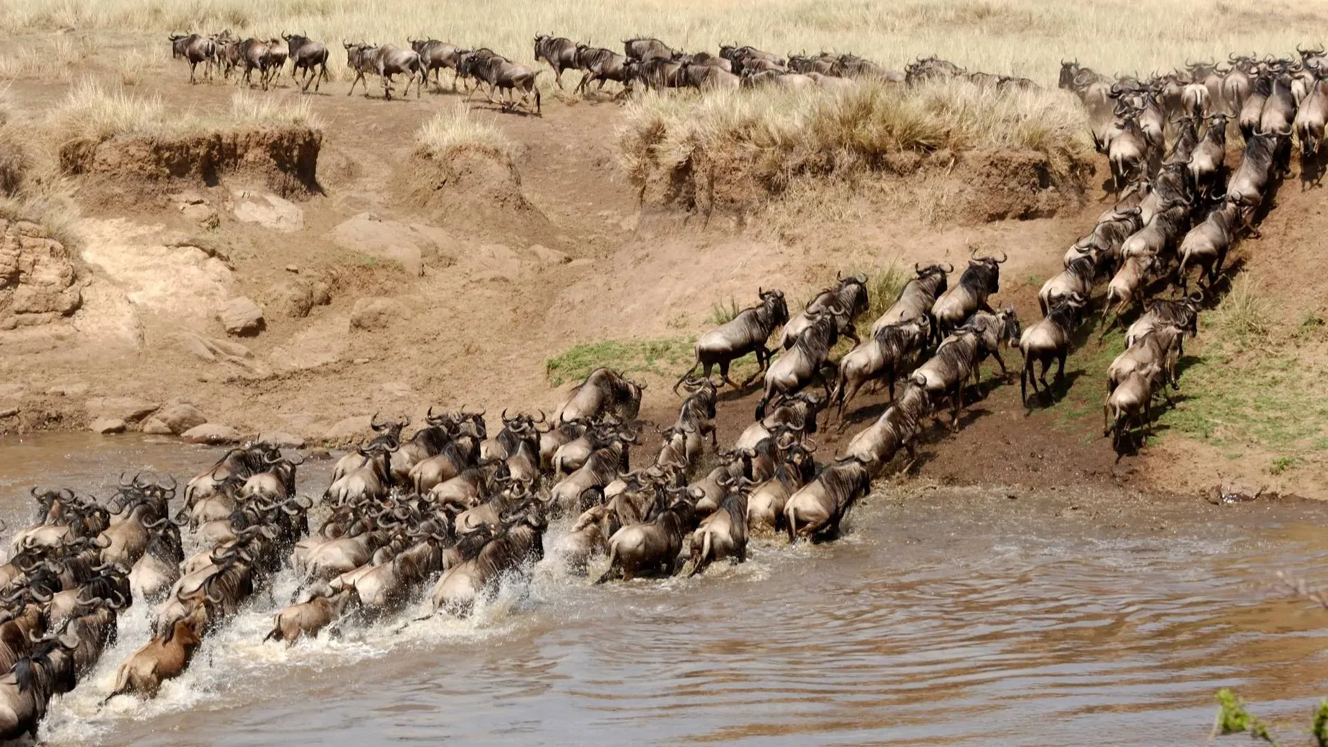 Wildebeest climbing out of the river after a migration crossing