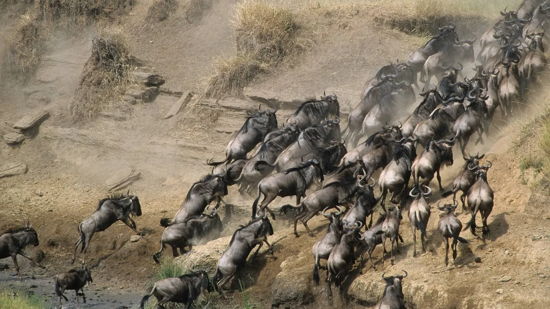 Wildebeest rushing down a steep bank towards the river