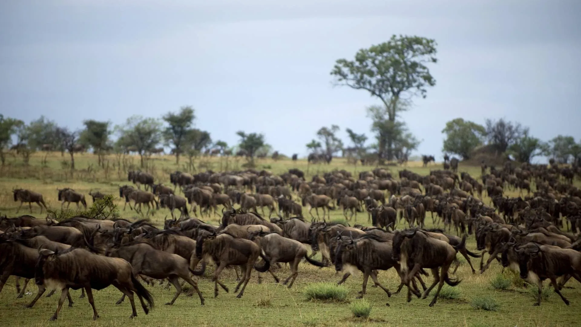 Wildebeest herd moving across grassland with scattered trees
