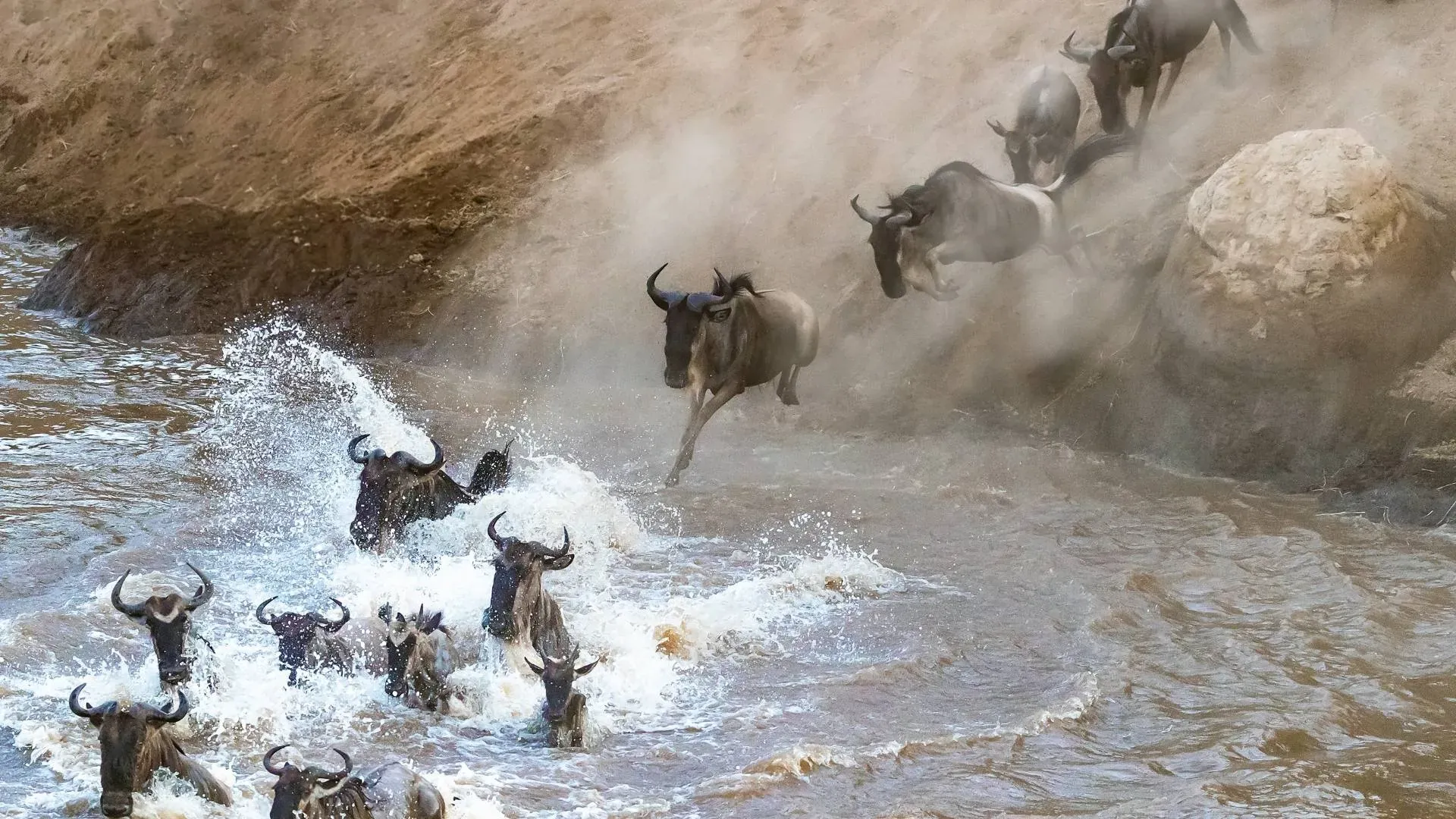 Wildebeest leaping into the river during a migration crossing