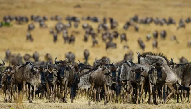 Vast wildebeest herd massed on the plains
