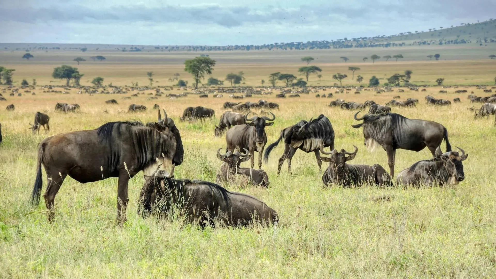 The Great Wildebeest Migration: A Month-by-Month Guide for 2026