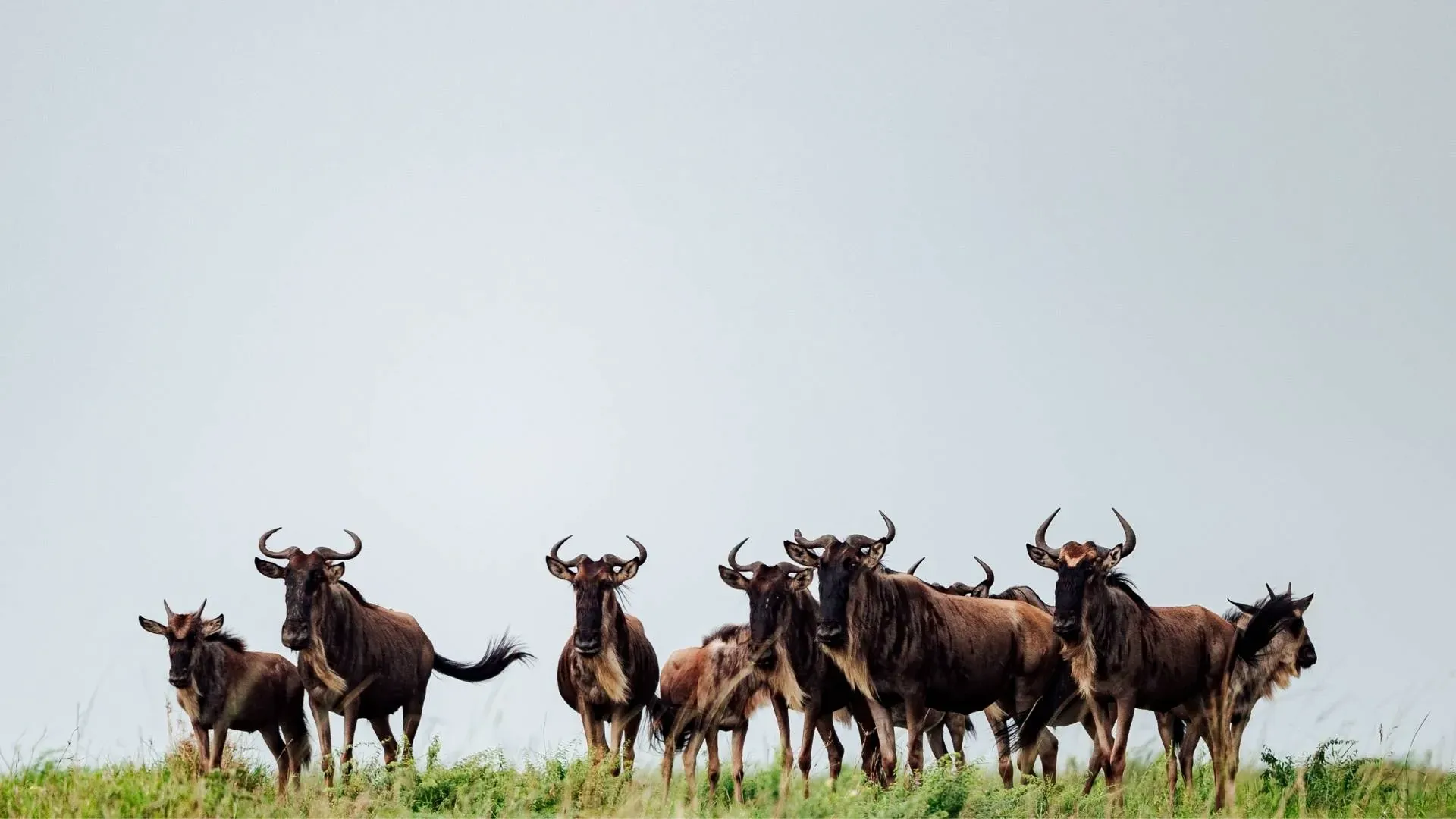 Wildebeest standing on a grassy ridge