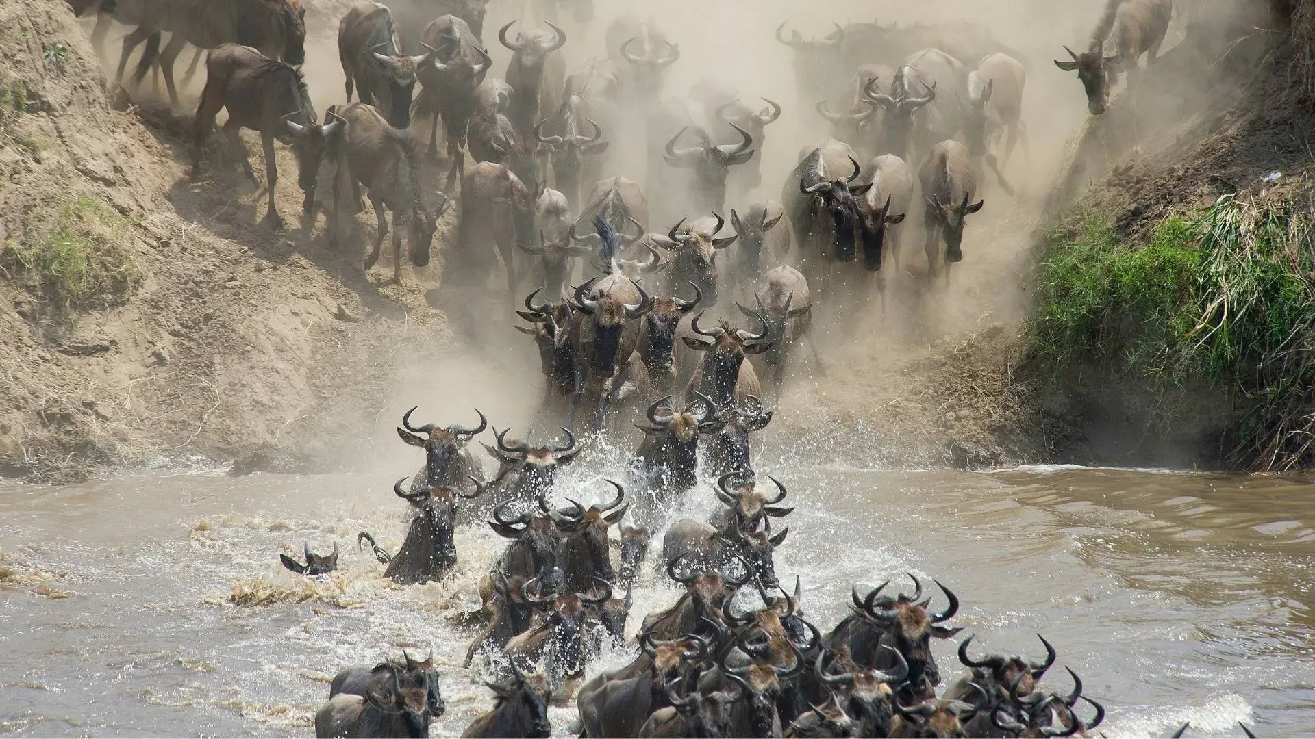 Wildebeest plunging down a dusty riverbank into the water