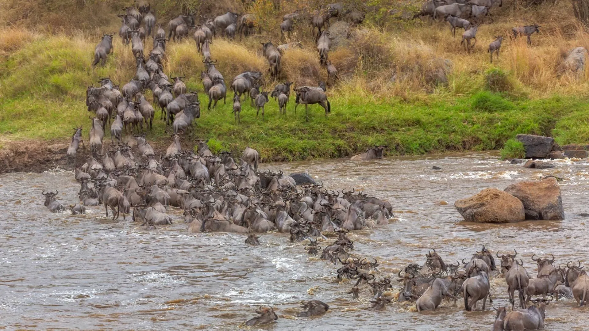 Great Migration