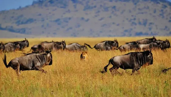 Wildebeest running across golden grass below the crater wall