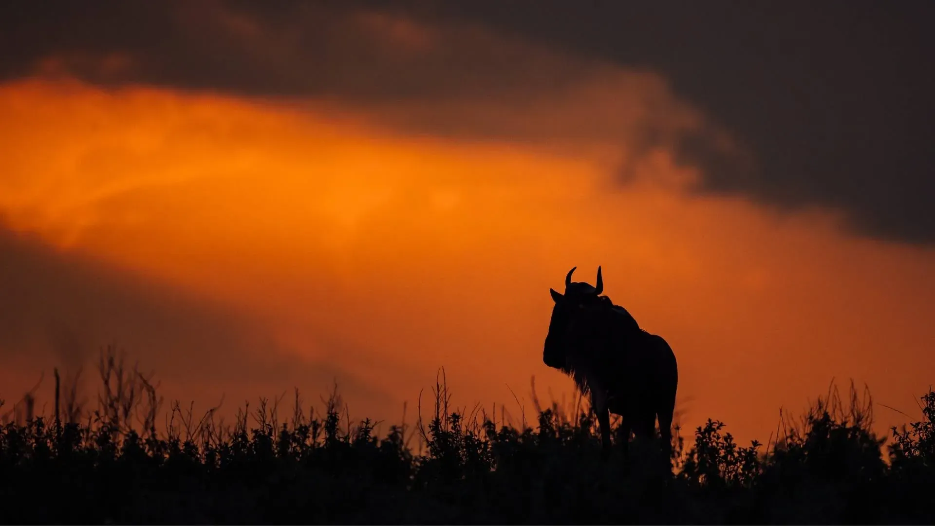 Wildebeest silhouetted against a fiery orange sky