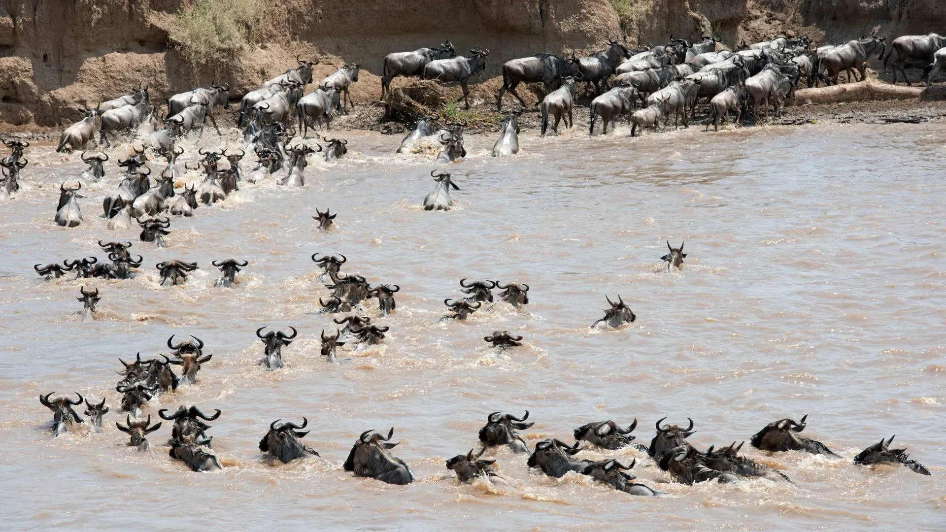 Wildebeest swimming across the Mara River in a long line