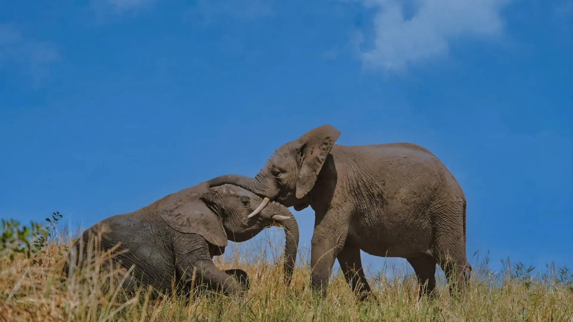 Family Safari