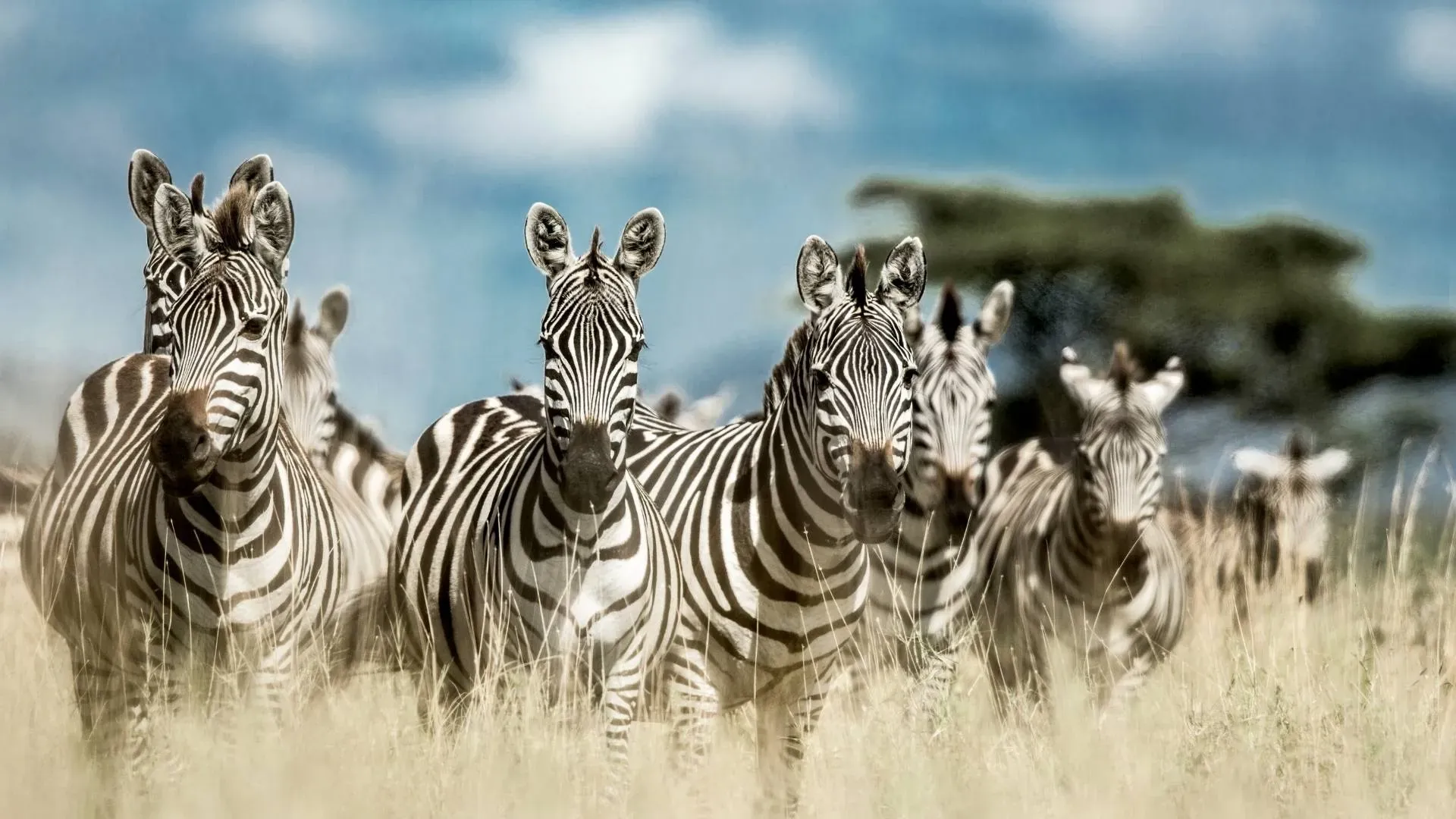 Herd of zebras looking towards the camera